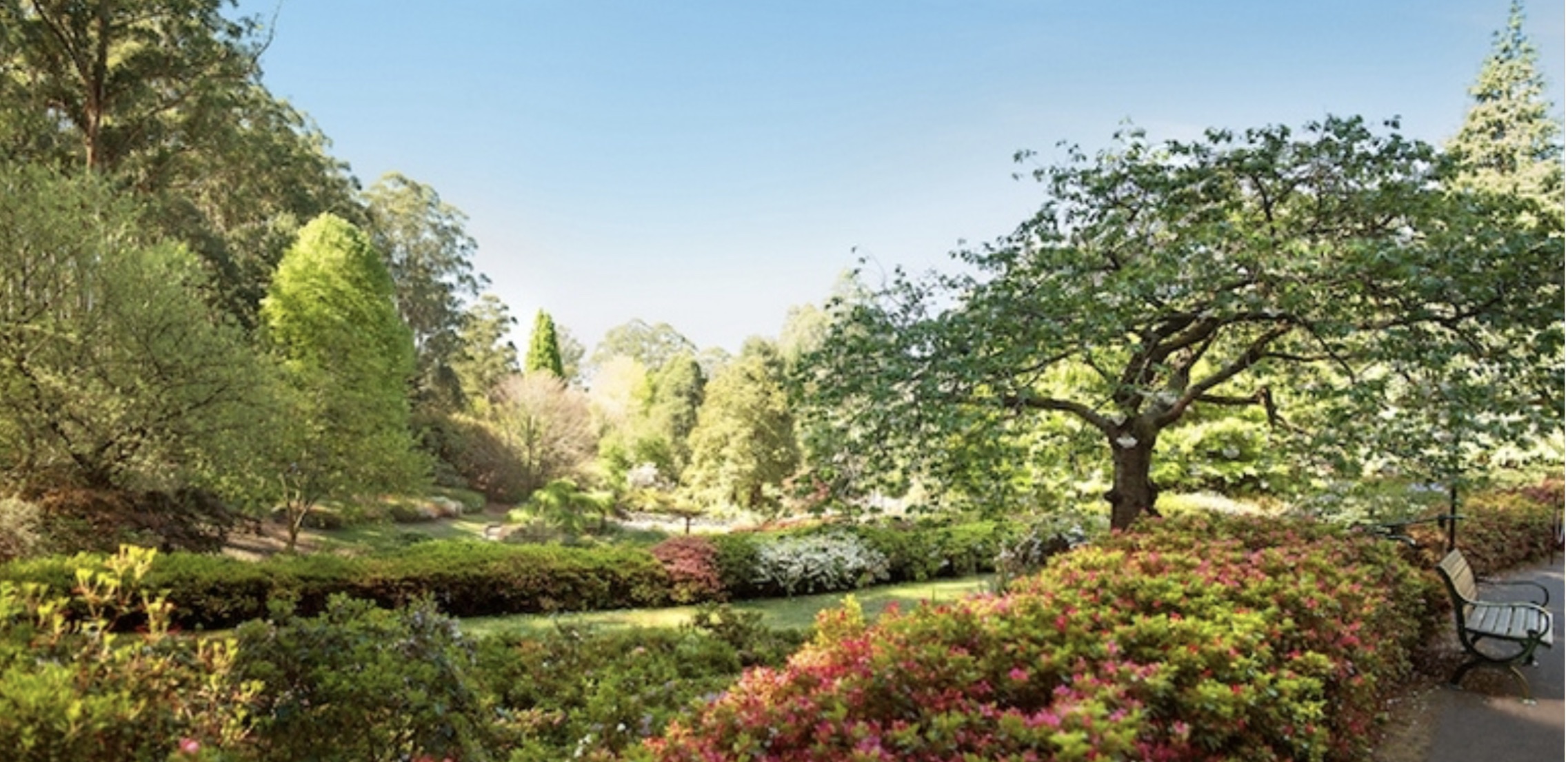 Dandenong Botanic gardens