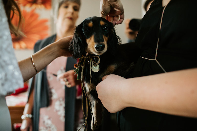 Steph and Cait doggos