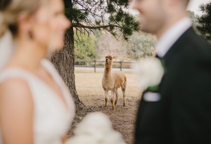 A bride and groom facing each other with an alpaca looking on.